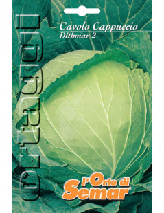 DITMARK HEAD CABBAGE SUPER...