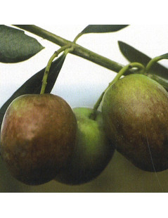 OLIVE PLANTS  BELLA DI SPAGNA