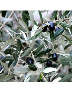 OLIVE PLANTS CARBONA