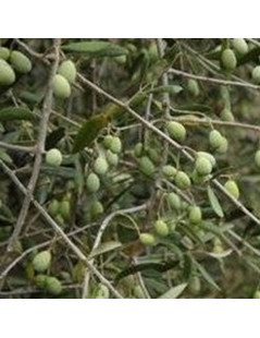OLIVE PLANTS MAURINO