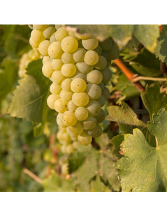 GRAFTED WHITE WINES