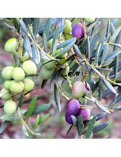 OLIVE PLANTS ITRANA